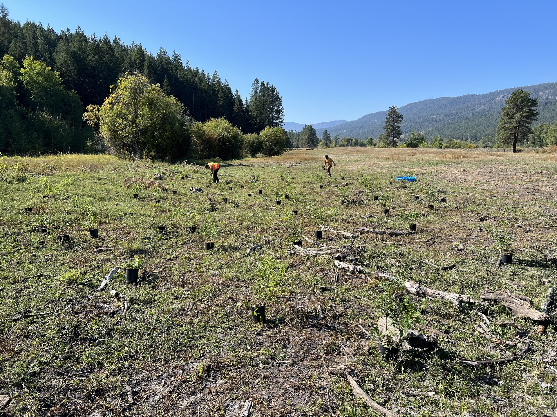 Reclamation site planted with native seedlings during environmental restoration work, BC